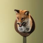 Vos Taxidermie Opgezette Dieren By Max, Verzamelen, Dierenverzamelingen, Ophalen of Verzenden, Nieuw, Wild dier, Opgezet dier