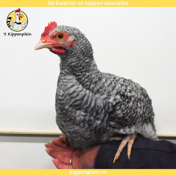 Noord Hollandse Blauwe Kippen - Groot - Te koop - Handtam, Dieren en Toebehoren, Pluimvee, Kip, Meerdere dieren