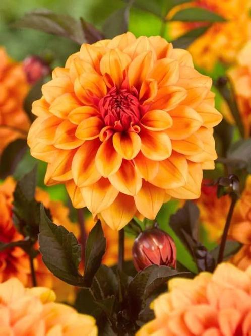 Dahlia David Howard, Tuin en Terras, Bloembollen en Zaden, Ophalen of Verzenden