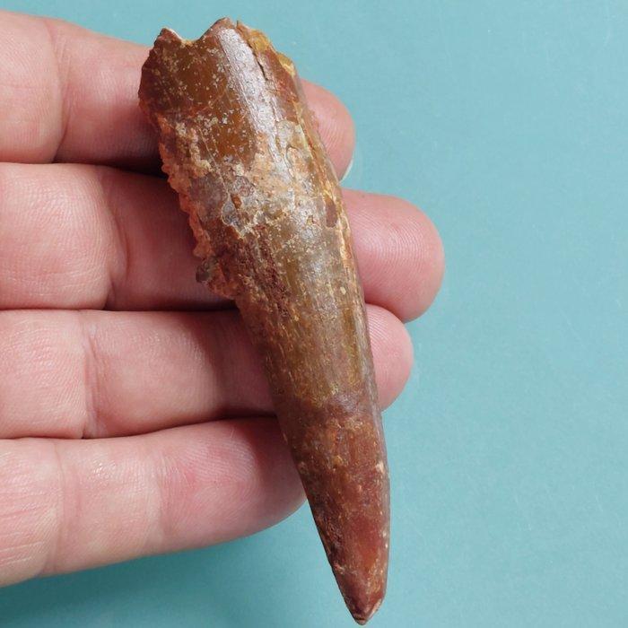 Dinosaurus - Fossiele tand - Spinosaurus aegyptiacus - 90 mm, Verzamelen, Mineralen en Fossielen