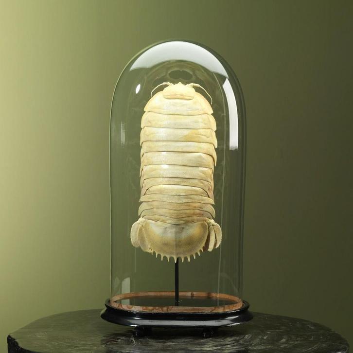 Diepzee Pissebed in Antieke Stolp, Verzamelen, Dierenverzamelingen, Opgezet dier, Nieuw, Wild dier, Ophalen of Verzenden