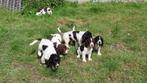 Lieve Engelse springer spaniel puppys, Dieren en Toebehoren, Honden | Niet-rashonden, 8 tot 15 weken, Parvo, Meerdere, Meerdere dieren