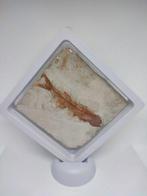 Vis - Fossiel skelet - Lycoptera - 9 cm - 8.5 cm (Zonder, Verzamelen, Mineralen en Fossielen
