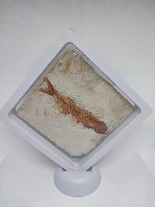 Vis - Fossiel skelet - Lycoptera - 9 cm - 8.5 cm (Zonder, Verzamelen, Mineralen en Fossielen