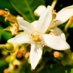 Yodeyma - Yodeyma Lis eau de parfum, Ophalen of Verzenden, Nieuw