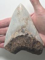 Enorme Megalodon tand 13,2 cm - Fossiele tand - Carcharocles