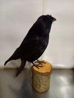 Zwarte kraai Taxidermie volledige montage - Corvus corone -, Verzamelen, Nieuw