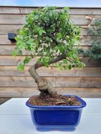 Chinese iep bonsai (Ulmus parviflora) - Hoogte (boom): 24 cm, Antiek en Kunst