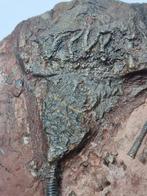 Crinoide - Gefossiliseerd dier - 17 cm (Zonder Minimumprijs), Verzamelen