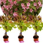 Weigela Wings of Fire, Verzenden, Volle zon