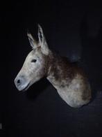 African Wild Donkey Taxidermie wandmontage - Equus africanus, Verzamelen, Nieuw