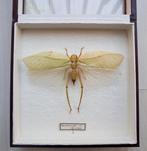 Mooie Colombiaanse sprinkhaan Taxidermie volledige montage -, Antiek en Kunst
