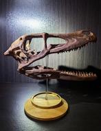 Dinosaurus - Fossiele schedel - Velociraptor mongoliensis -
