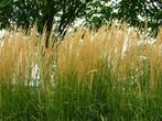 Calamagrostis Karl Foerster   Struisriet, Tuin en Terras, Planten | Tuinplanten, Ophalen of Verzenden, Zomer, Vaste plant