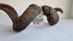 Schaap Schedel met gewei - Sheep skull - 16 cm - 67 m - 24, Nieuw