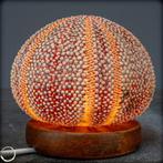 Decoratieve Kleidocidaris peroni Zeesterren-lamp- 143.79 g
