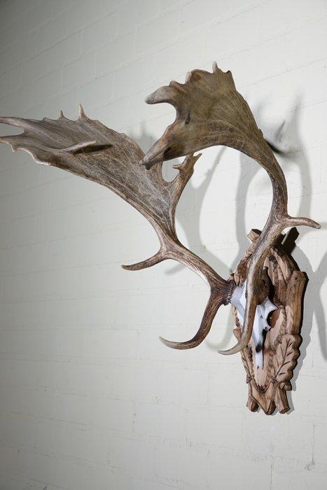 Fallow Buck Trophy Schedel - Dama dama - 58 cm - 70 cm - 72, Verzamelen, Dierenverzamelingen