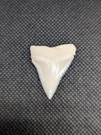 Witte haai Tand - carcharodon carcharias - 29 mm - 25 mm - 4, Nieuw