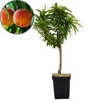 dwergperzik Prunus persica Bonanza + Pot 19cm, Tuin en Terras, Planten | Fruitbomen, Volle zon, Verzenden