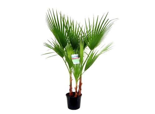 Mexicaanse Waaierpalm Washingtonia, Huis en Inrichting, Kamerplanten, Verzenden