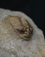 Trilobiet - Gefossiliseerd dier - Platy Scutellum massai