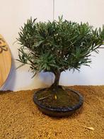 Boeddha-den bonsai (Podocarpus macrophyllus) - Hoogte