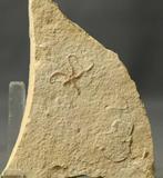 Uitstekende fossiele zeester - Natuurlijk - Gefossiliseerd