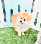 Schattige pomeranian pomeriaan pups Nederlands nestje