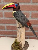 Prachtige groene arassari Taxidermie volledige montage -, Nieuw