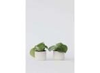 Peperomia Raindrop - set van 2, Verzenden
