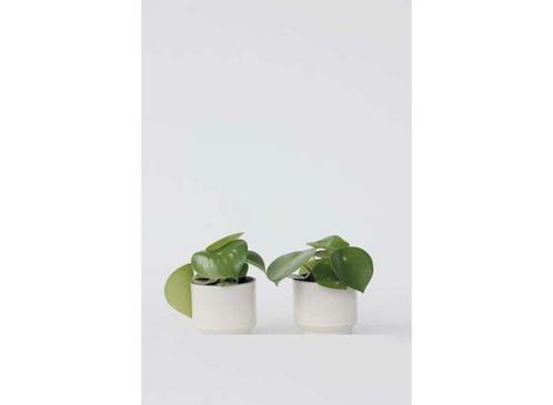 Peperomia Raindrop - set van 2, Huis en Inrichting, Kamerplanten, Verzenden