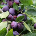 Oude Pruimenboom - Prunus d. Opal - Laagstam +/- 15 jaar, Tuin en Terras, Planten | Bomen, Ophalen of Verzenden