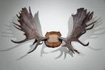 Large Northern Elk/Moose Schedel - Alces alces - 65 cm - 120, Nieuw