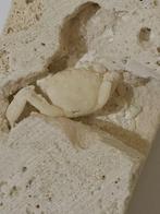Babykrab - Fossiel skelet - 95 mm - 45 mm (Zonder, Verzamelen