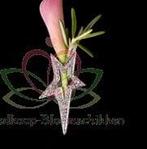 Luxe Corsage houder Super Star Corsagehouder, Ophalen of Verzenden, Nieuw