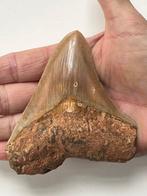 Megalodon tand 10,6 cm - Fossiele tand - Carcharocles, Verzamelen