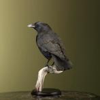 Kraai Taxidermie Opgezette Dieren By Max, Ophalen of Verzenden, Nieuw, Vogel, Opgezet dier