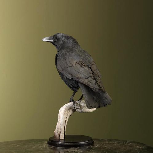 Kraai Taxidermie Opgezette Dieren By Max, Verzamelen, Dierenverzamelingen, Opgezet dier, Nieuw, Vogel, Ophalen of Verzenden