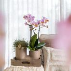 Kolibri Orchids | Set van roze orchidee Andorra en Succulent, Verzenden