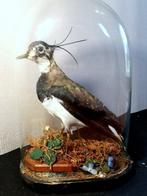 Grauwe hoeven Taxidermie volledige montage - Vanellus, Verzamelen, Dierenverzamelingen, Nieuw