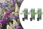 Set van 3 vlinderstruiken voor in je tuin (20 - 30 cm), Tuin en Terras, Planten | Tuinplanten