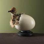 Struisvogel in Ei Taxidermie Opgezette Dieren By Max, Verzamelen, Ophalen of Verzenden, Nieuw, Vogel, Opgezet dier