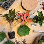 DIY terrarium - Milky Palm -  30 cm, Verzenden