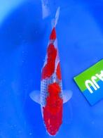 HQ Goshiki van Yamaju  36cm *VERKOCHT* (Japanse Koi), Karper of Koi