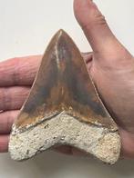 Megalodon - Fossiele tand - 11 cm