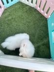 Raszuiver,  vrolijk pomeranian pomeriaan meisje bear type