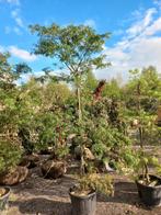 Acer palmatum atropurperea japanse esdoorn, Ophalen