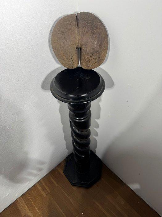 sculptuur, COCO DE MER Seychelles, primi 900’ Noce di, Verzamelen, Dierenverzamelingen