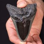 Fossiel Megalodon Tand – Miocene – Pliocene (ongeveer 23 –