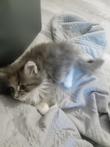 Te koop maincoon poesjes zonder stamboom